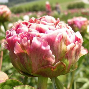Півонія Paeonia Arindal